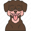 rottweiler, dog, canine, pedigree, breed