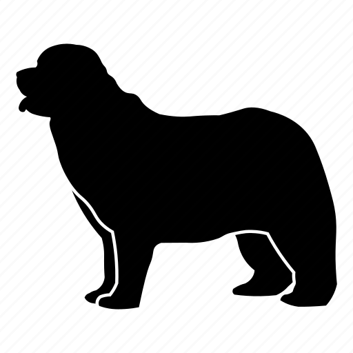 Newfoundland, breed, dog, furry, animal, hot icon - Download on Iconfinder