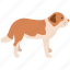 alpine mastiff, bernard, bernhardiner, dog, pet, saint, st. bernard 