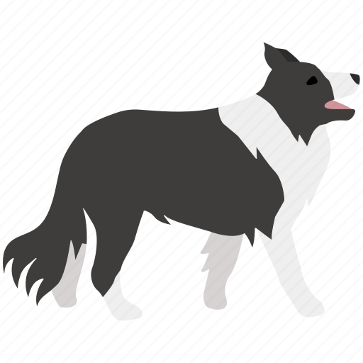 Border collie, dog, herding, scottish, sheep, sheepdog icon - Download on Iconfinder