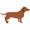 dachshund, dash, dashound, dog, hound, sausage, wiener
