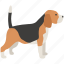 beagle, dog, foxhound, hound, hunting, scent 