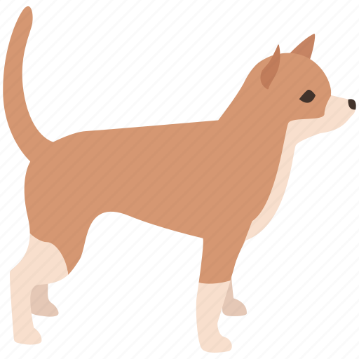 Chihuahua, dog, house, indoor, miniature, pet, small icon - Download on Iconfinder