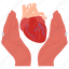 heart, donation, internal, organ, body, hands, help 