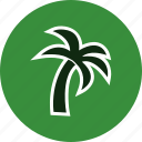 palm, tree, plant