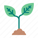 plant, agriculture, growing, tree, sprout, nature, ecology