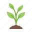 plant 