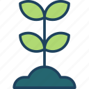 sprout, plant, growth, nature, ecology