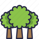 ecology, environment, tree, plant, forest