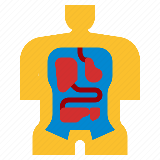 Anatomy, body, human, medical icon - Download on Iconfinder