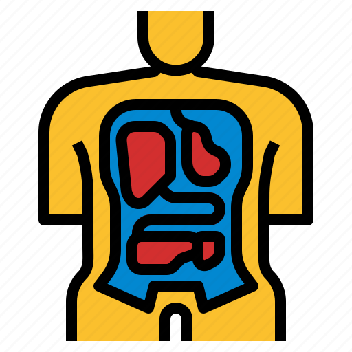 Anatomy, body, health, hospital, human, medical icon - Download on Iconfinder