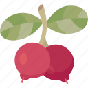 lingonberry, berry, fruit, ripe, dessert