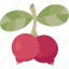 lingonberry, berry, fruit, ripe, dessert 