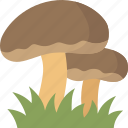 mushroom, champignons, food, forest, nature