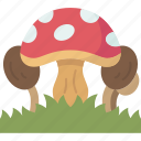 mushroom, garden, forest, autumn, nature