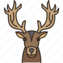 deer, stag, antler, wildlife, fauna