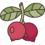 lingonberry, berry, fruit, ripe, dessert 