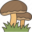mushroom, champignons, food, forest, nature