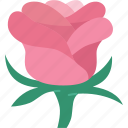 rose, flower, love, romance, beauty