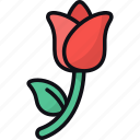 rose, romantic, flower, gift, floral, love, plant