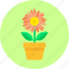flower, blossom, flowerpot, home, leaves, plant, pot flower 