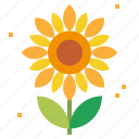 blossom, botanical, ecology, environment, flower, flowers, sunflower