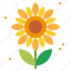 blossom, botanical, ecology, environment, flower, flowers, sunflower 