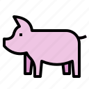 animal, animals, farming, food, ham, pig, pork