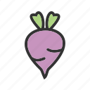 beet, beetroot, food, organic, purple, red, vegetable