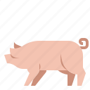 agriculture, animal, pig, pork
