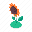 sunflower, flower, growing, farm