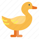 duck, animal, farm, poultry, livestock