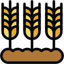 wheat, cereal, seed, gardening, farming, nature