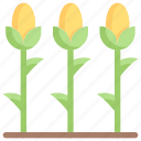 corn, field, plant, farm, garden, farming, agriculture, vegetable