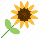 farming, farm, agriculture, sunflower, flower, leaf, seeds