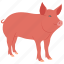pig, hog, boar, beast, cattle, dairy, farm 