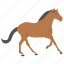 horse, pony, mare, filly, colt 