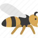 bee, wasp, bumblebee, honey, honeycomb, insect, animal