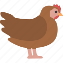 chicken, chick, hen, poultry, fowl, bird, animal