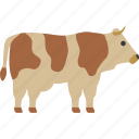 cow, milk, cattle, ox, bovine, beef, animal