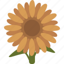 sunflower, sun flower, seed, helianthus, flower, floral, plant