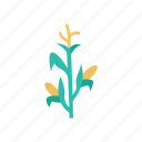 corn, plant, growth