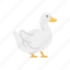 duck, animals, mammal, pet 