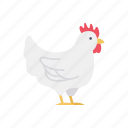 hen, chicken, animals, bird