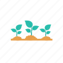 plants, growth, green, leaf