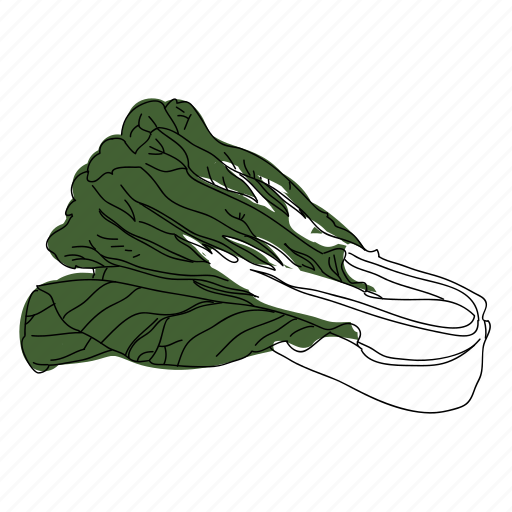 Bok choy, color, culinary, food, leafy green, vegetable icon - Download on Iconfinder