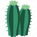cactus, desert, succulent, plant, nature