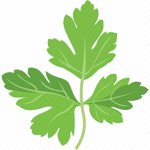 Parsley, parsley leaf, parsley sauce, parsley tea, vegetables icon icon - Download on Iconfinder