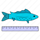 fish, seafood, sea animal, long fish, scale, measuring