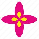 astra, bud, flower, plant 